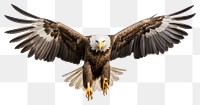 PNG Majestic bald eagle in flight