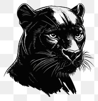 PNG Black panther illustration wildlife animal.