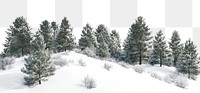 PNG Winter pine forest rolling hills nature trees snow.