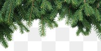 PNG Festive green pine tree background decoration evergreen.