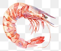 PNG An isolated raw shrimp illustration watercolor seafood.