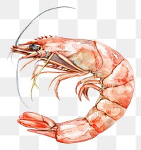 PNG An isolated raw shrimp illustration watercolor seafood.