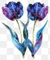 PNG Cute tulip tulips illustration watercolor.