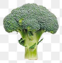 PNG An isolated broccoli food vegetable cruciferous.