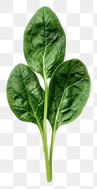 PNG An isolated spinach vegetable produce leaves.