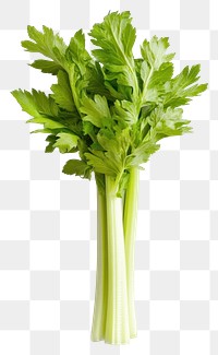 PNG An isolated celery food vegetable parsley.