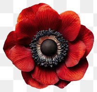 PNG Red anemone flower vibrant natural center.