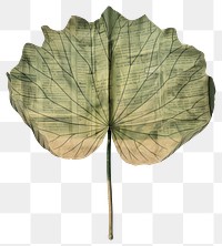 PNG Ephemera paper lotus leaf vintage art illustration.