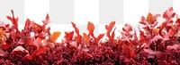 PNG Red algae seaweed border background isolated leaves.