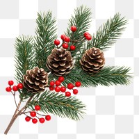 PNG Christmas tree branch pine christmas berries.