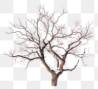 PNG Dead tree branches winter minimalist.