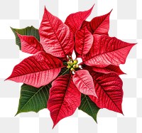 PNG Poinsettias flower plant leaf illustration.