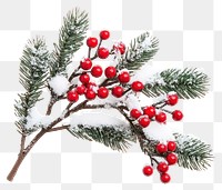 PNG Tree branch with red berries christmas festive white.