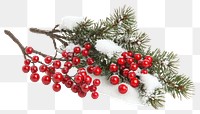 PNG Tree branch with red berries christmas festive white.