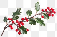 PNG Holly with red berries christmas leaves plant.