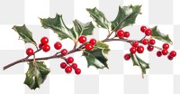 PNG Holly with red berries christmas leaves plant.