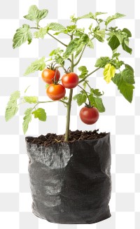 PNG Tomato cherry plant vegetable leaf.