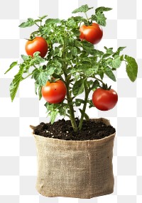 PNG Tomato plants produce bag vegetable.