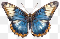 PNG Beautiful blue butterfly insect invertebrate illustration.