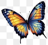 PNG Beautiful butterfly with blue wings illustration art invertebrate.