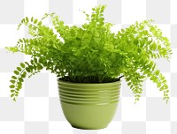 PNG Maidenhair fern in pot plant herbs leaf. 