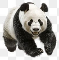 PNG Panda bear running wildlife animal white.