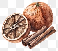 PNG Dried orange and cinnamon sticks illustration watercolor fruit.