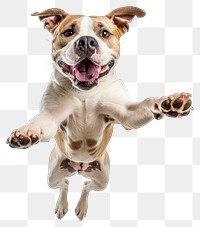 PNG A playful and energetic dog mid-air background animal canine.