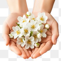 PNG Person holding white flowers hands blossoms person.