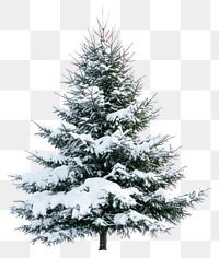 PNG Christmas tree with snow snow-covered photography evergreen.