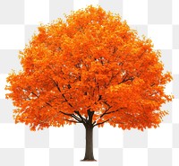 PNG Orange maple tree leaves leaf illustration.