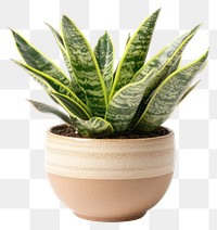 PNG Real Sansevieria plant ceramic pot ceramic pot.