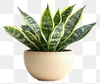 PNG Real Sansevieria plant houseplant minimalist planter.