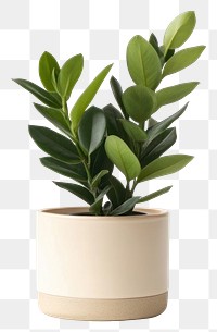 PNG Real ZZ Plant plant ceramic leaves.