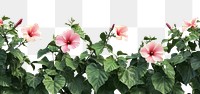 PNG Real Common Hibiscus bush hibiscus background flowers.