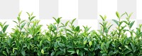 PNG Real green tea bush background leaves border.