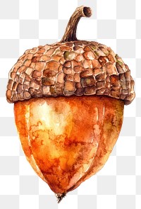 PNG Floating Acorn acorn illustration watercolor.