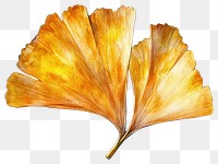 PNG Ginkgo Leaf leaf illustration watercolor.