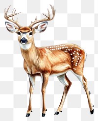 PNG White-tailed Deer deer illustration wildlife.