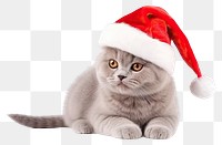 PNG British shorthair cat christmas mammal animal. 