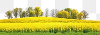 PNG Hilly spring fields landscape outdoors scenery.