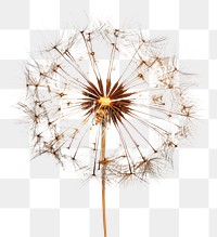 PNG Photo of Fireworks background dandelion plant.