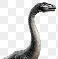 PNG Brachiosaurus dinosaur illustration prehistoric.