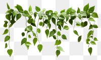 PNG Hanging vine plant leaf white background freshness. 