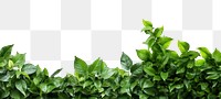 PNG Green leaves backgrounds plant leaf. 