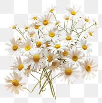 PNG Cottagecore bunch of daisy daisies flowers petals.