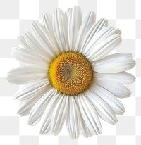 PNG Cottagecore daisy flower petals white.