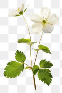 PNG Cottagecore flower flowers leaves white.