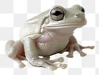 PNG Cottagecore white tree frog amphibian animal photography.