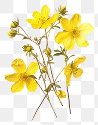 PNG Cottagecore yellow wild flowers illustration arrangement asteraceae.